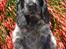 Cocker spaniel Ever