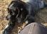 Cocker spaniel Ever