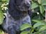 Cocker spaniel Ever