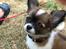 Chihuahua Zenvo’s Exuberant Excalibur (Milo) RIP