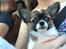 Chihuahua Zenvo’s Exuberant Excalibur (Milo) RIP