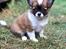 Chihuahua Zenvo’s Exuberant Excalibur (Milo) RIP