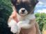 Chihuahua Zenvo’s Exuberant Excalibur (Milo) RIP