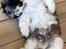 Shih tzu Otto