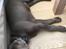 Labrador retriever Peace of Silver Carastella Aka. Nala.