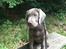 Labrador retriever Peace of Silver Carastella Aka. Nala.