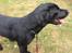 Labrador retriever Topper