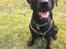 Labrador retriever Topper