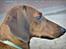 Gravhund Valder