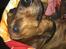 Gravhund Valder