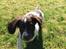 Field Trial Springer Spaniel Alba