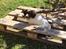 Field Trial Springer Spaniel Alba