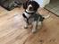 Field Trial Springer Spaniel Alba