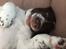 Field Trial Springer Spaniel Alba