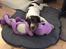 Field Trial Springer Spaniel Alba