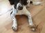 Field Trial Springer Spaniel Alba