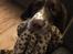 Field Trial Springer Spaniel Alba