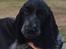 Cocker spaniel Ever
