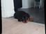 Rottweiler Storm