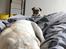 Mops Muggi