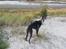 Whippet Kennel All Stars Herkules (Misha)
