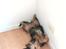 Yorkshire terrier Aria