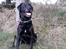 Labrador retriever uzo