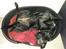 Labrador retriever uzo