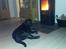 Labrador retriever uzo