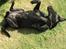 Labrador retriever uzo