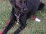 Labrador retriever uzo