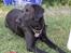Labrador retriever uzo