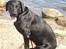 Labrador retriever uzo