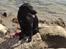 Labrador retriever uzo