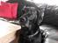 Labrador retriever uzo