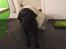 Labrador retriever uzo