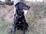 Labrador retriever uzo