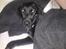Labrador retriever uzo