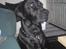 Labrador retriever uzo