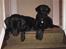Labrador retriever uzo