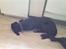 Labrador retriever uzo