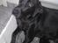 Labrador retriever uzo