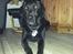 Labrador retriever uzo
