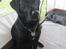 Labrador retriever uzo