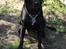 Labrador retriever uzo