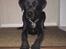Labrador retriever uzo
