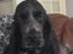 Cocker spaniel Ever
