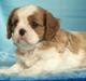 Cavalier king charles spaniel Liane's Yesterday (Yessi)
