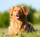 Nova scotia duck tolling retriever Mika "Himmelhund" 