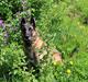 Malinois Zorba